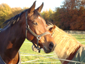 DSC00106 pfer DSC00106 pfer