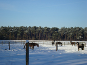 DSC00392 Winter 1 DSC00392 Winter 1