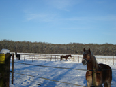 DSC00415 Winter 2 DSC00415 Winter 2