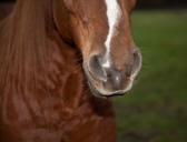 IMG_5526 Kalle IMG_5526 Kalle