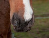 IMG_5601 Permesso Nase