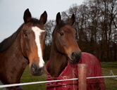 IMG_5608 g+p IMG_5608 g+p