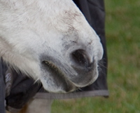 Nase IMG_5556 Dascha