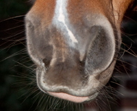 P Nase IMG_5630 Pinat